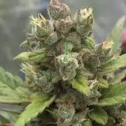 Whorled Phyllotaxy-Hawaiian Snow auto