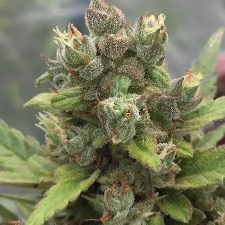 Whorled Phyllotaxy-Hawaiian Snow auto
