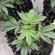 Sunset Sherbet auto