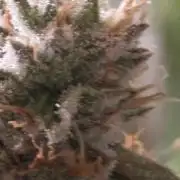 Straw-Lectric Lemonade Strng Seeds