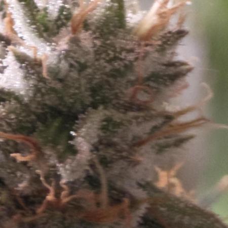 Straw-Lectric Lemonade Strng Seeds