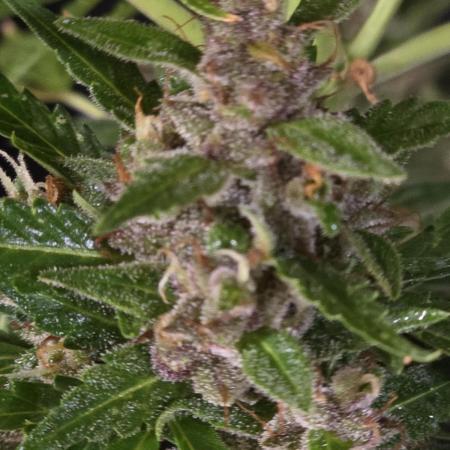Purple Hulk Auto