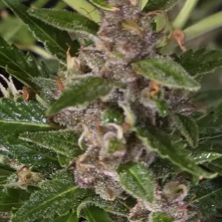 Purple Hulk Auto
