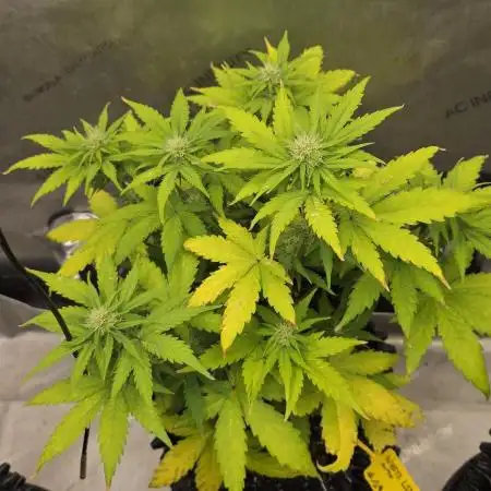 White LSD Auto