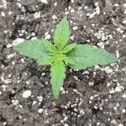 Sunset Sherbet auto
