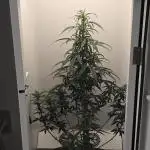 Hey Abby - SeedSupreme