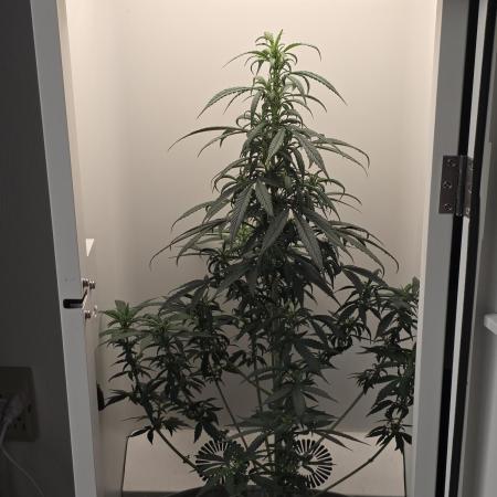 Hey Abby - SeedSupreme