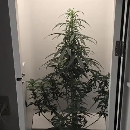 Hey Abby - SeedSupreme