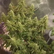 NYC Diesel (was Hey Abby)