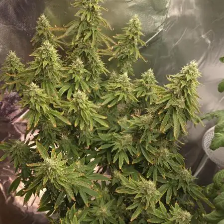 NYC Diesel (was Hey Abby)