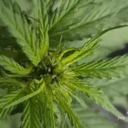 Whorled Phyllotaxy-Hawaiian Snow auto