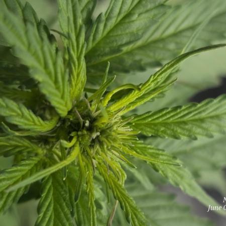 Whorled Phyllotaxy-Hawaiian Snow auto