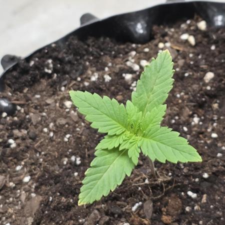 Apricot Auto-Fast Buds