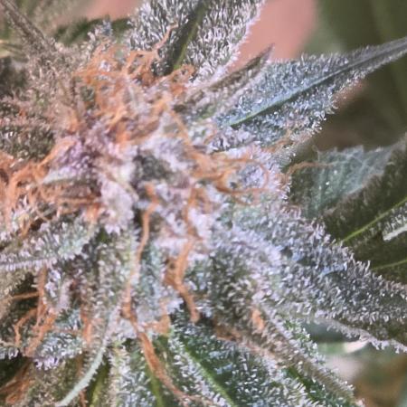 Straw-Trop Cherry Strng Seeds