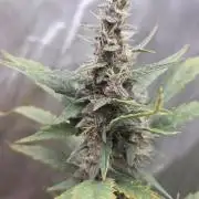 Apricot Auto-Fast Buds