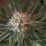 Straw-Lectric Lemonade Strng Seeds