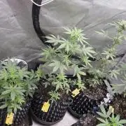 Black Cherry Punch auto -Pyramid Seeds