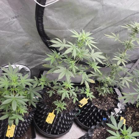 Black Cherry Punch auto -Pyramid Seeds