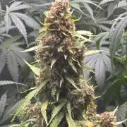 White Widow X Crystal Meth Outside 2026