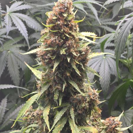 White Widow X Crystal Meth Outside 2026