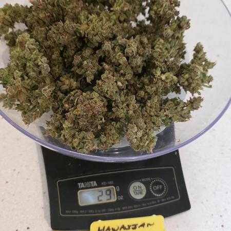 Whorled Phyllotaxy-Hawaiian Snow auto
