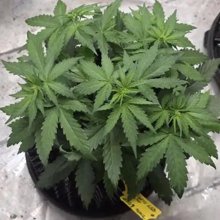 White LSD Auto