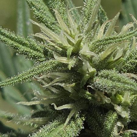 Tropicana Poison XL auto