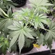 Sunset Sherbet auto