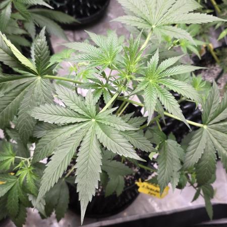 Sunset Sherbet auto