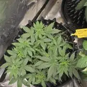 Tutankhamon Fast-Nokotech Simplex