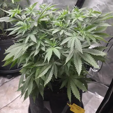 Straw-Trop Cherry Strng Seeds