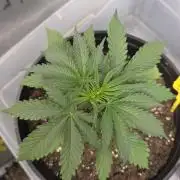 Straw-Lectric Lemonade Strng Seeds