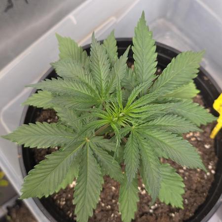 Straw-Lectric Lemonade Strng Seeds