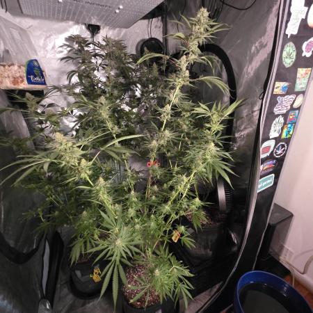 Straw-Lectric Lemonade Strng Seeds