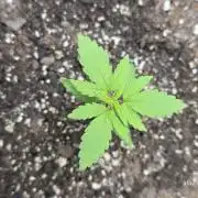 Whorled Phyllotaxy-Hawaiian Snow auto