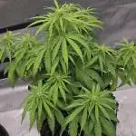 Auto Black Opium 🏆 2025 🏆
