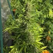 Wedding Cake auto  2026 Outside Grow