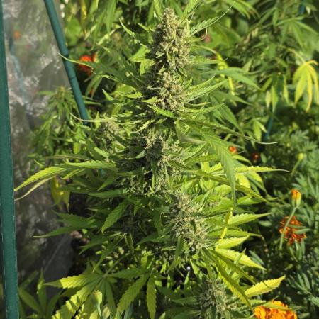 Wedding Cake auto  2026 Outside Grow