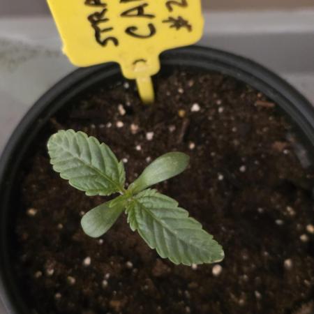 Strawberry Cadillac-Strng Seeds