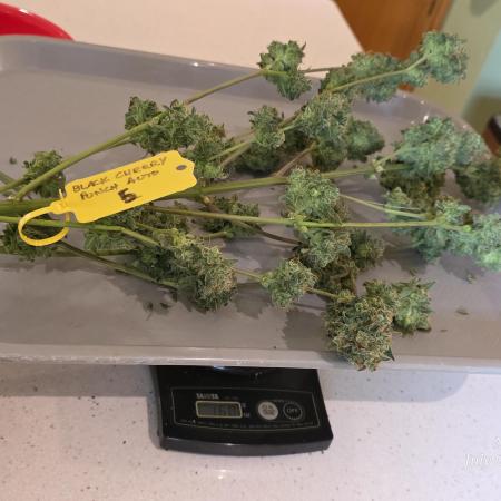 Black Cherry Punch auto -Pyramid Seeds