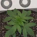 Hey Abby - SeedSupreme