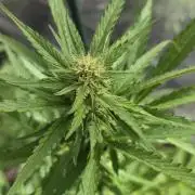 Amnesia auto Outside 2026 SeedSupreme
