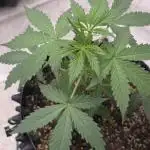 Godfather OG-MSNL