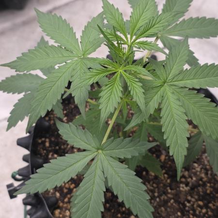 Godfather OG-MSNL