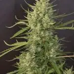 Tropicana Poison XL auto