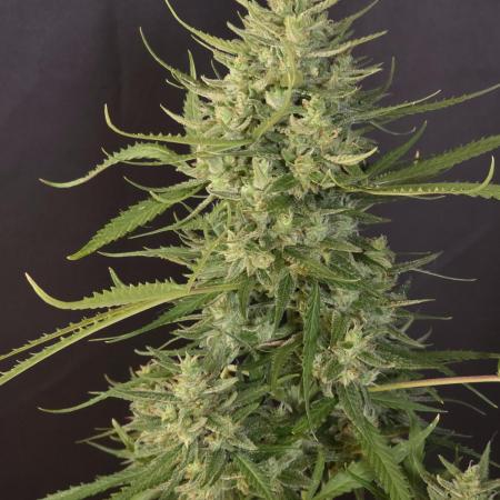 Tropicana Poison XL auto