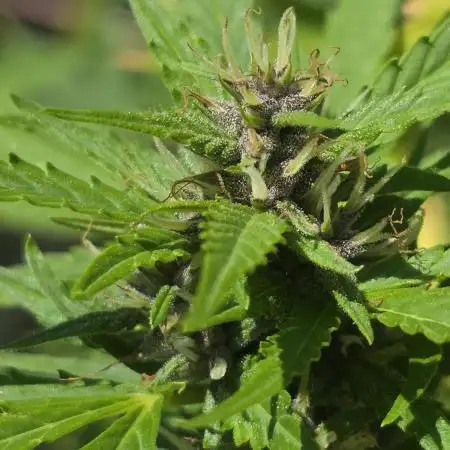 Purple Hulk Auto