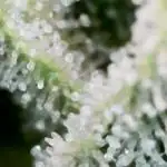 Fat Bastard Auto