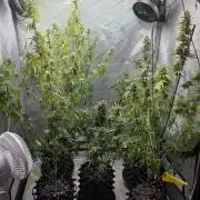 Sunset Sherbet auto