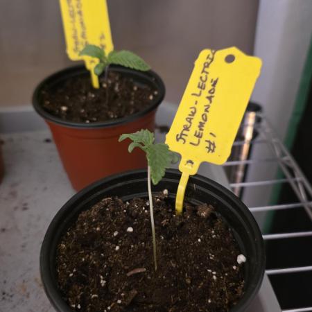 Straw-Lectric Lemonade Strng Seeds